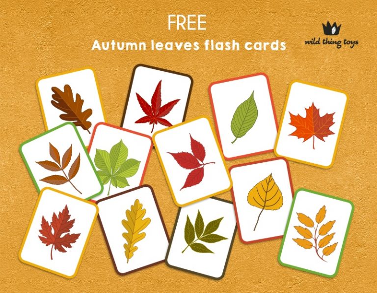 flash card Archives - Wild Thing Toys